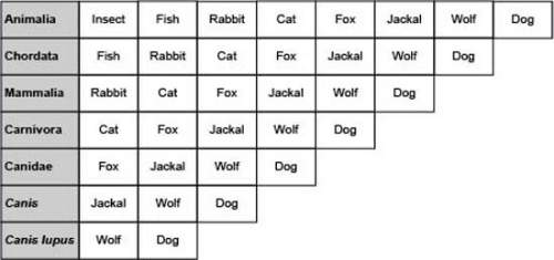Based on the chart, how are fish and dogs related?  they belong to the same kingdom but