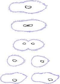 The diagram shows a bacterial cell dividing. what is an advantage of this type of reproduction?