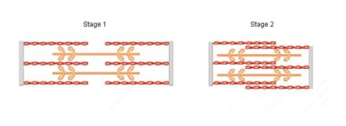 Will give brainliest refer to the illustrations showing a sarcomere in two different stages to