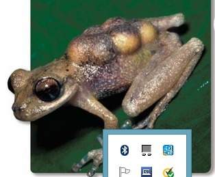 Can someone tell me what kind of frog is that ?  and also, what happened with the back : )?