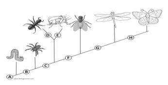 At which location on the cladogram would the characteristic “wings” be found?  select on