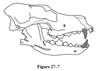Study the teeth in figure 27-7. what kind of diet are these teeth adapted for?