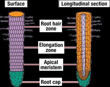 And hurry will give brainliest no wrong answers  root hairs function to a. decreas