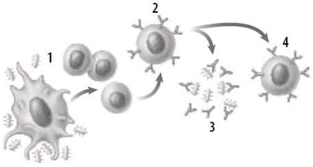 11. during which step in the diagram do antibodies destroy pathogens?  1 2 3