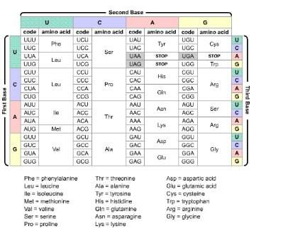 Apiece of mrna has the code aug gaa ucu agg uag. look at the table. which amino acids are coded in t