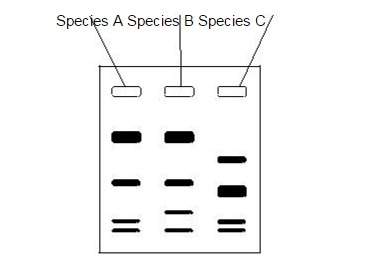 Based on the data they collected using gel electrophoresis, label the branching tree diagram below.