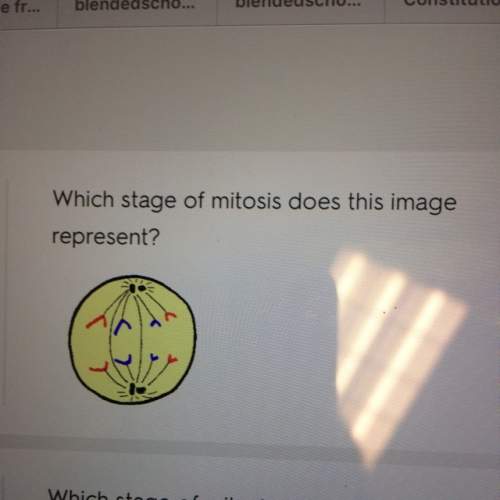 What stage of mitosis does this image represent