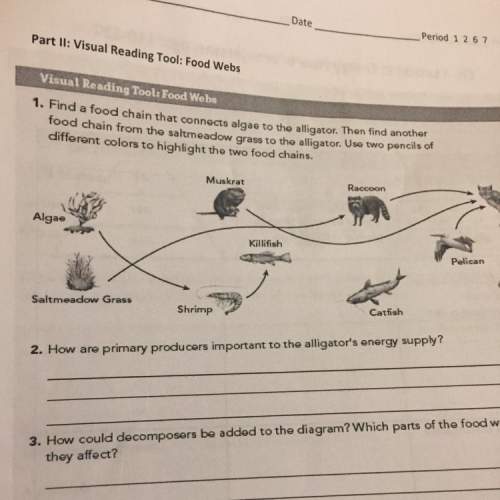 How are food chains and food webs related