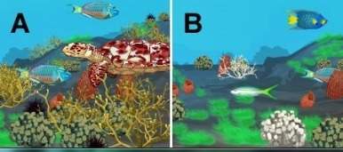 30 points which of the images below represents a healthy coral reef ecosystem?