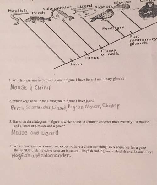 Cladogram/ evolutionary tree. are my answers right if or if not explain