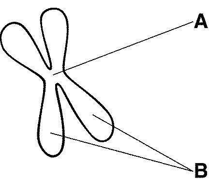 Figure 10-5 the structures labeled b in figure 10–5 are called the a. centromere.