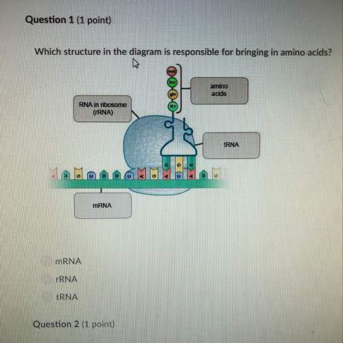 Which structure in the diagram is responsible for bringing in amino acids