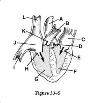 In figure 33-5 identify the four chambers of the heart then use them to describe the path through wh