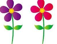 Two phenotypes of the same flower are the purple shade and the magenta shade. both flowers are polli