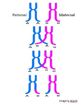 Which method of genetic recombination is illustrated in the diagram?  a crossing over b