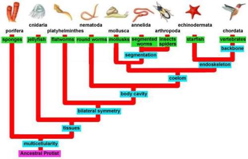 According to the phylogenetic tree, which two phyla are most closely related?  a. chorda