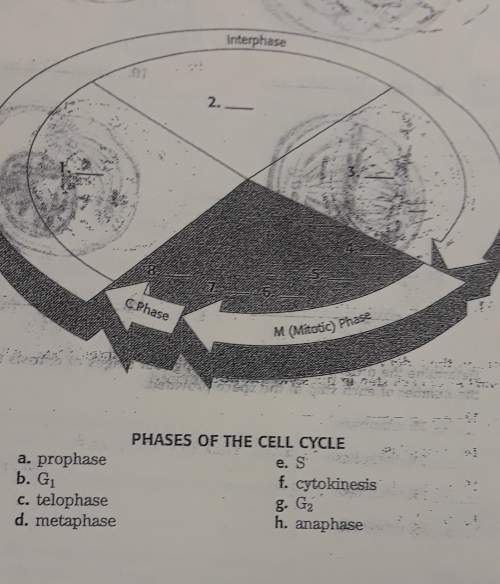 In the space provided in the figure, write the letter of the phase of the cell cycle that matches ea