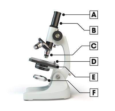 Identify the objective lens of the compound light microscope.