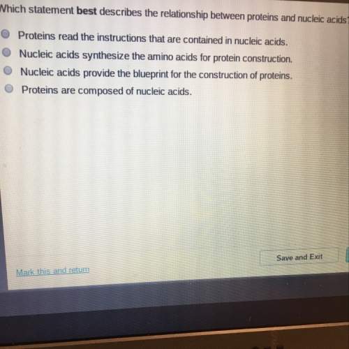Which statement best describes the relationship between proteins and nucleic acids?