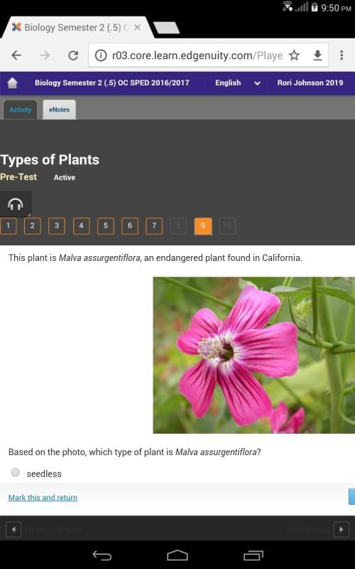 Based on the photo, which type of plant is malva assurgentiflora? seedlessgy