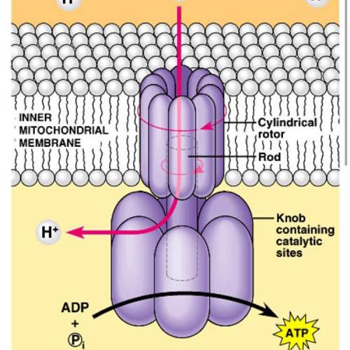 What drives the atp synthase reactions that produce atp