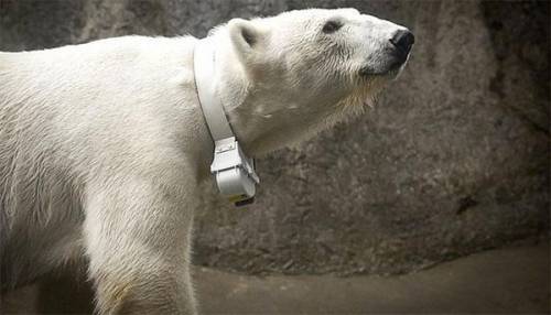 Which technology do environmental scientists use to track the movements or polar bears and other vul