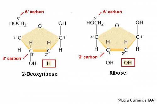 The five-carbon sugar in rna is called