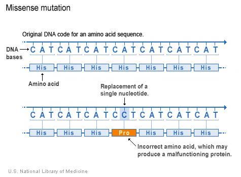 Gene mutations can best be described as changes in the