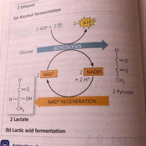 3. what's the waste product of electrons and pyruvate combining in fermentation?
