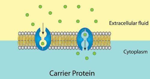 Which of the following is a characteristic feature of a carrier protein in a plasma membrane?   a) i