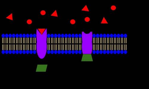 Ineed an answer to my hw !  the diagram below represents a portion of a cell membrane which structur