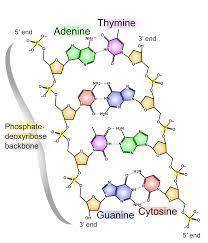 16. dna is a polymer of  which consist of a sugar, a phosphate group, and a  a. amino acids;  nucleo
