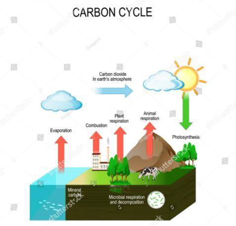 The _ describes how carbon moves through the atmosphere, biosphere, hydrosphere, and geosphere. 1. c