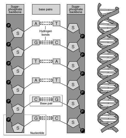 Plzzzzzz  draw a sketch of your completed dna model. label each material and the part of the dna mol