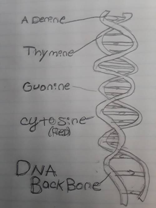 Plzzzzzz  draw a sketch of your completed dna model. label each material and the part of the dna mol