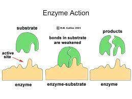 Fill in the missing blanks in the equation below:  active enzyme + ( → ( + (