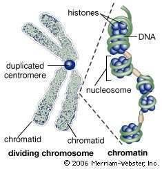 Explain the difference between chromosomes, chromatids and chromatin. (3-4 sentences)