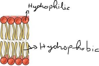 Which of these images shows the correct orientation of phospholipids in a biological membrane?