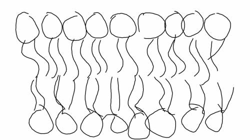 Which of these images shows the correct orientation of phospholipids in a biological membrane?