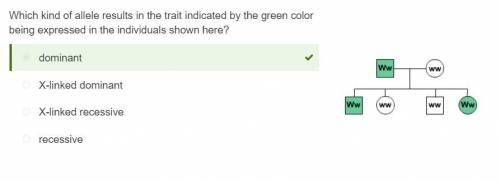 What kind of allele results in the trait indicated by the green color being expressed in the individ