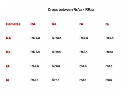 What would the cross between a plant of genotype rraa and one of genotype rraa