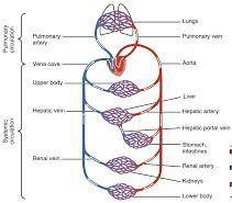 Which of the following is not a function of the circulatory system?  breaks down large molecules, di