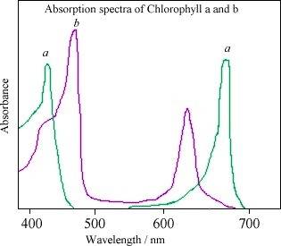 Interpret the absorption spectrums of two types of chlorophyll.