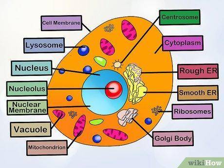 What are the strengths and weaknesses of the cell model?
