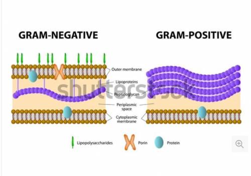 What are the chemical differences between the cell walls of gram positive and gram negative bacteria