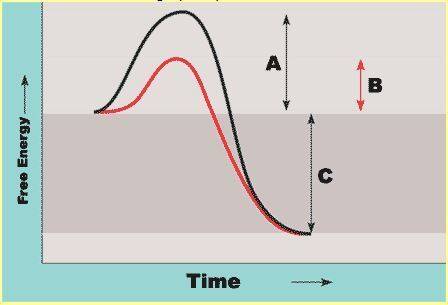 Which curve shows the course of the reaction in the presence of an enzyme--the black curve or the re