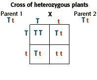 What is the phenotypic ratio of a monohybrid cross between two heterozygous parents?  select one:  a