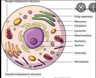 Which of the following is not characteristic of an animal cell?  a. it has a nucleus surrounded by a