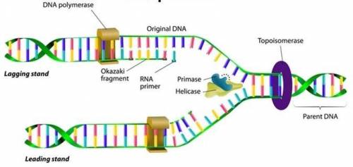 What are the steps of dna replication in order