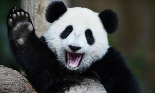 Pandas eat bamboo for energy. what are pandas?